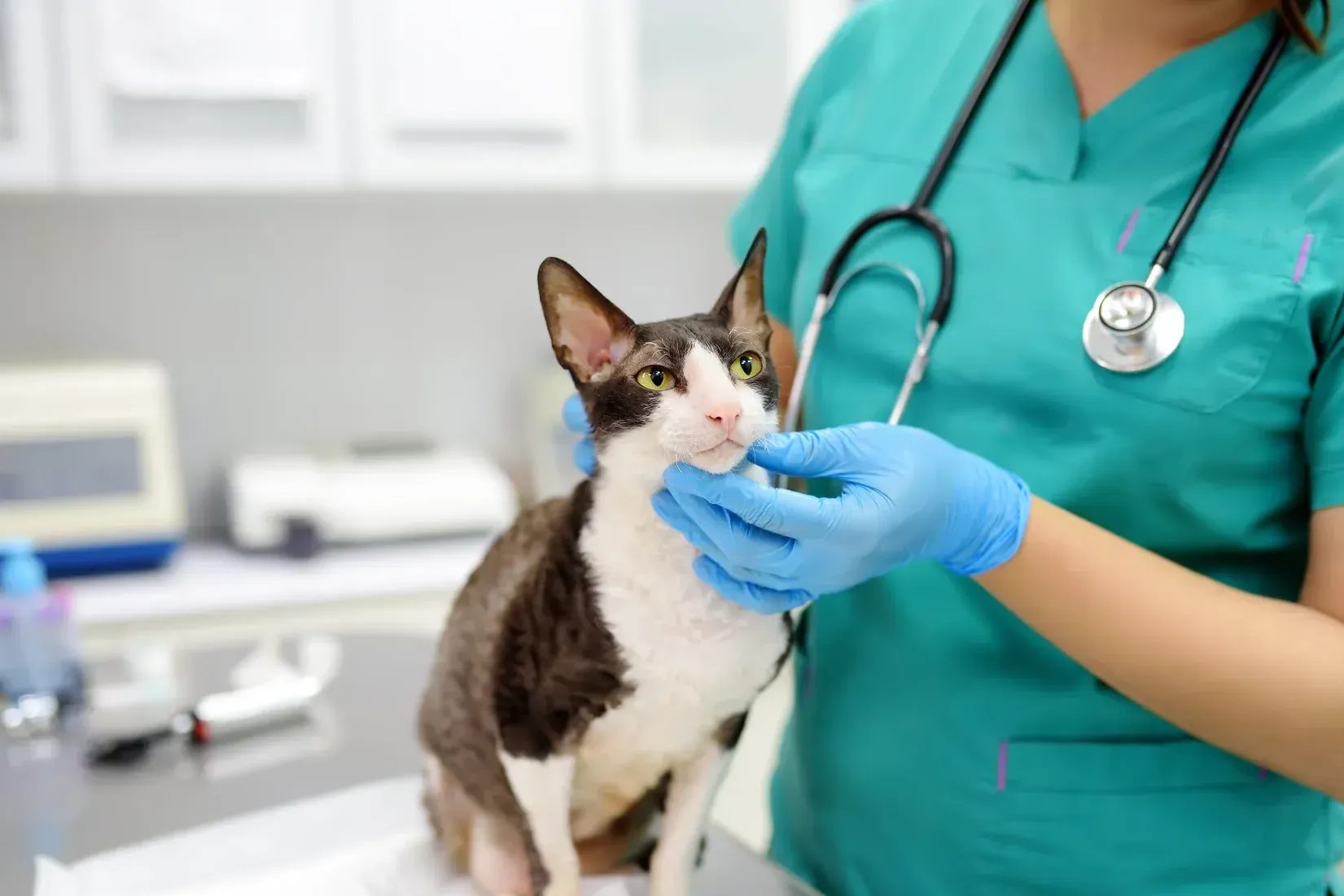 Veterinarian in teal scrubs examining a cat with stethoscope in clinic